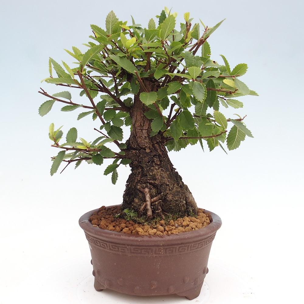 Bonsai da esterno - Zelkova - Zelkova NIRE