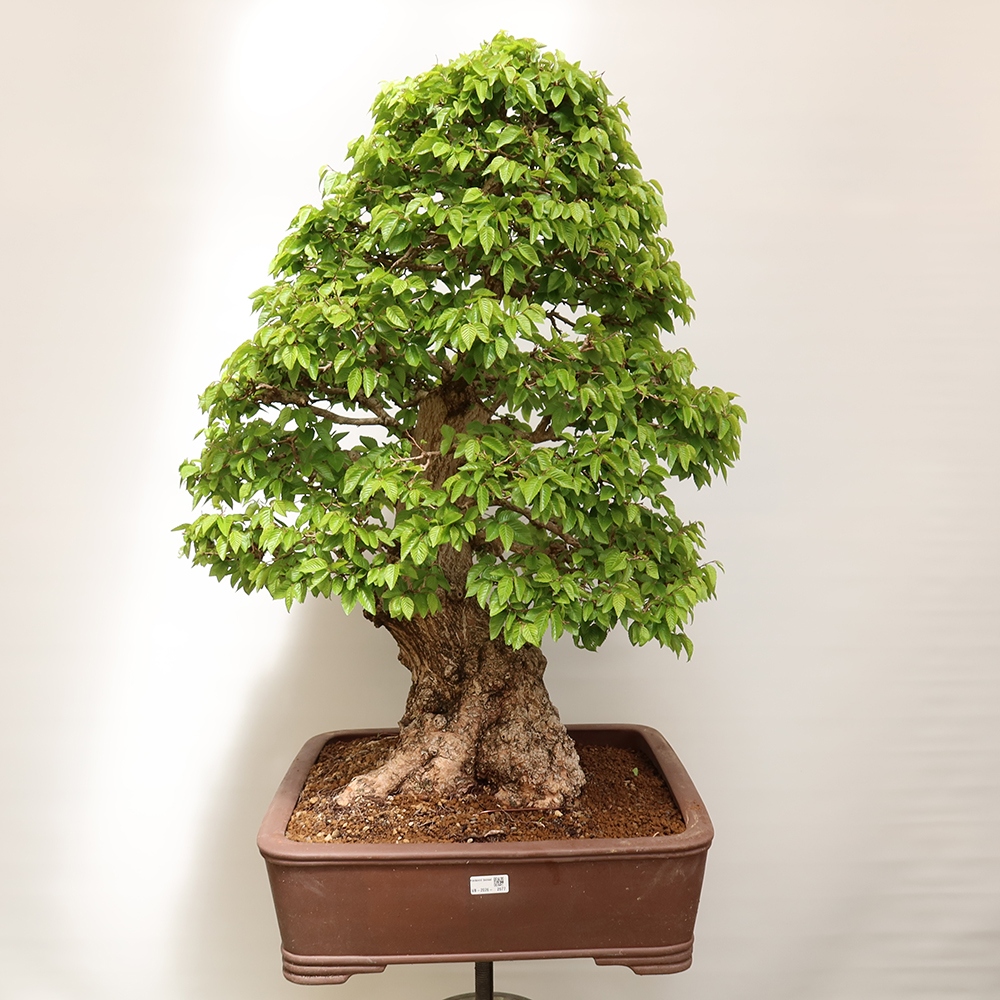 Bonsai da esterno -Carpinus Coreana - Carpino coreano