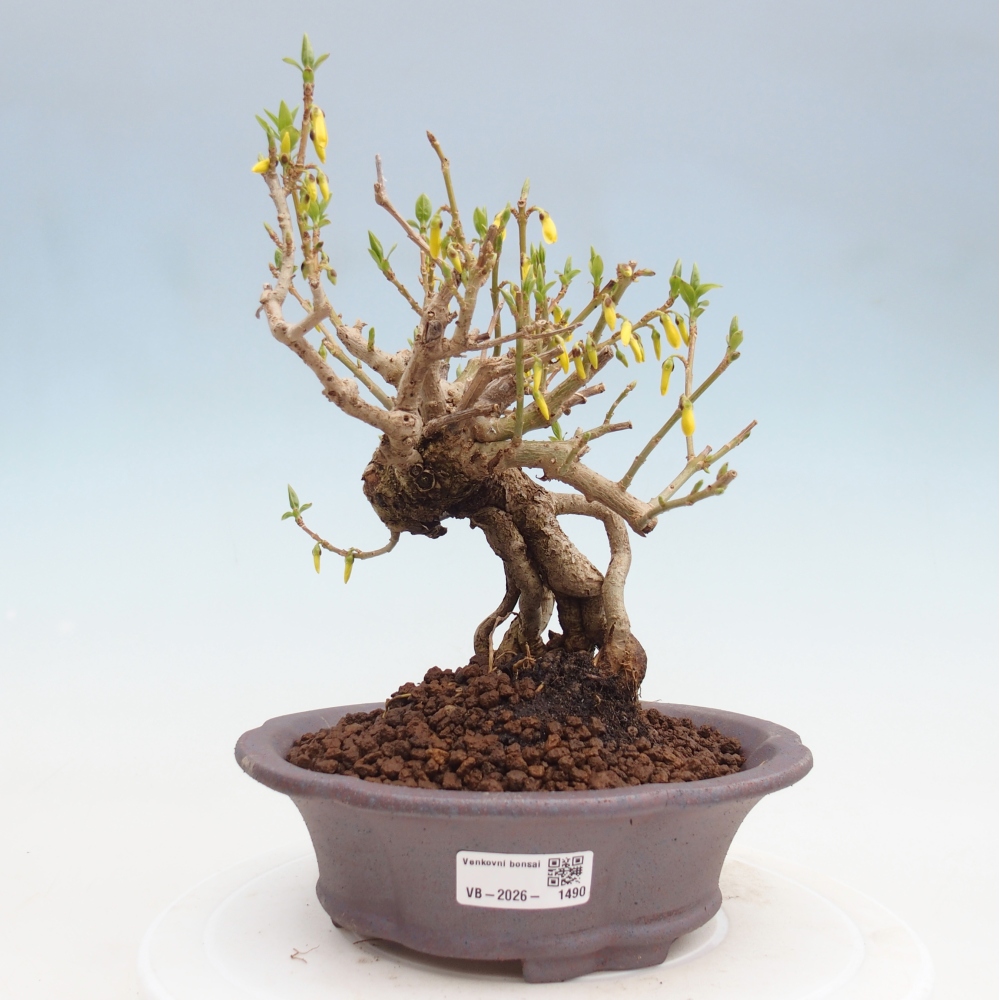 Bonsai da esterno - Zlatice - Forsythia koreana