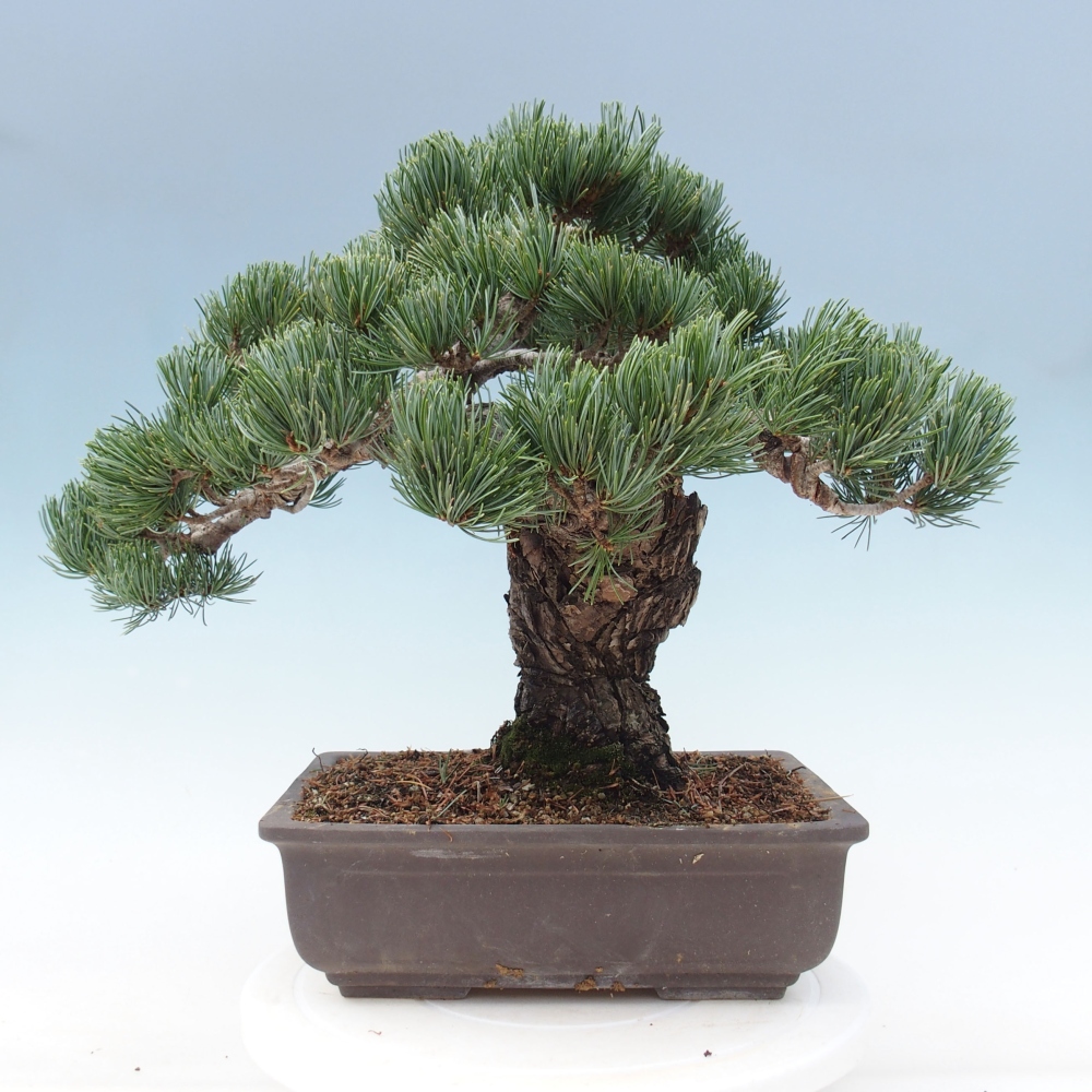 Bonsai da esterno - Pinus parviflora - Pinus parviflora