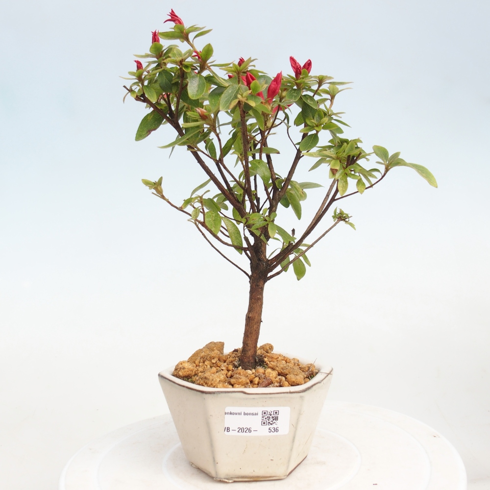 Bonsai da esterno - Azalea giapponese - Azalea sp.