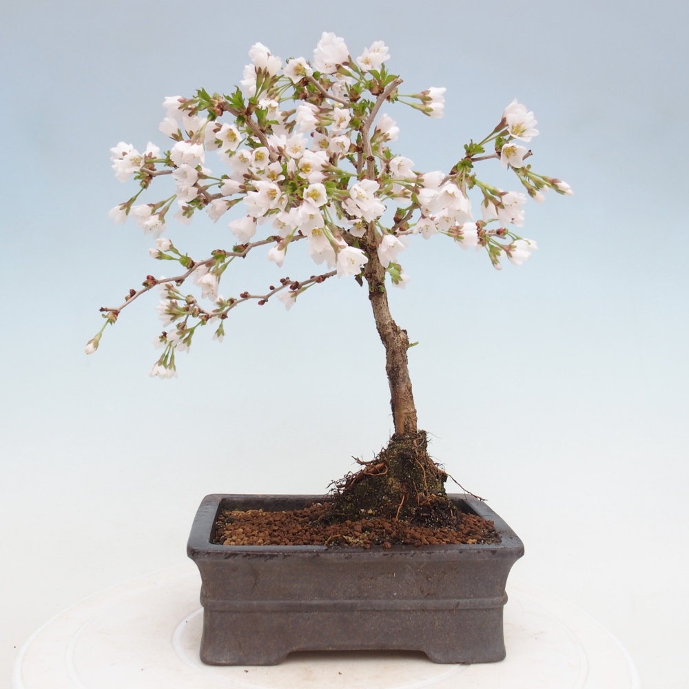 Bonsai da esterno - Prunus incisa Kojou-no mai-Plivon ritagliato