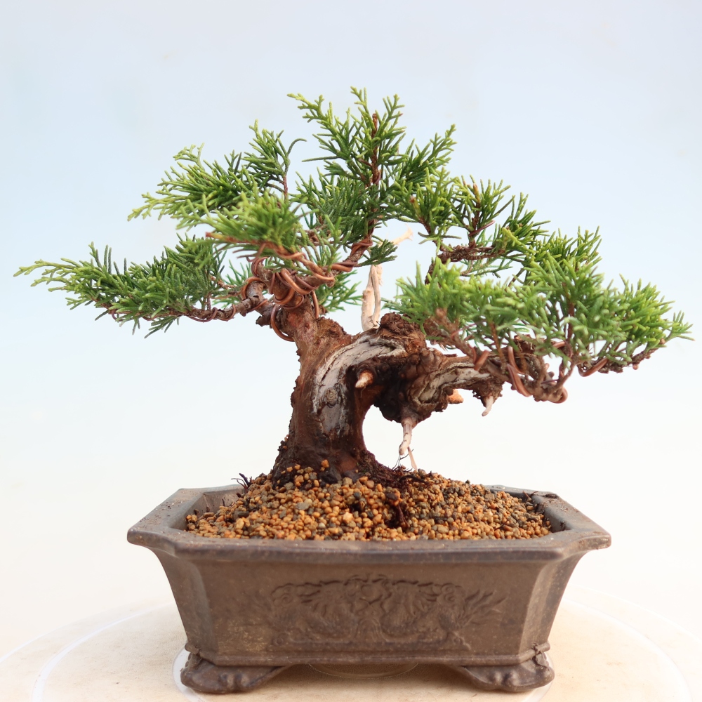 Bonsai da esterno - Juniperus chinensis Itoigawa