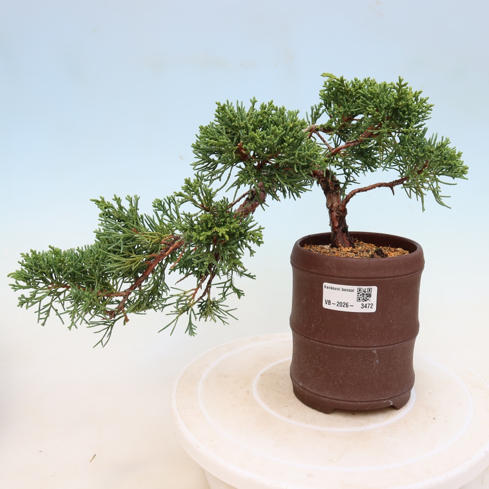 Bonsai da esterno - Juniperus chinensis Kishu