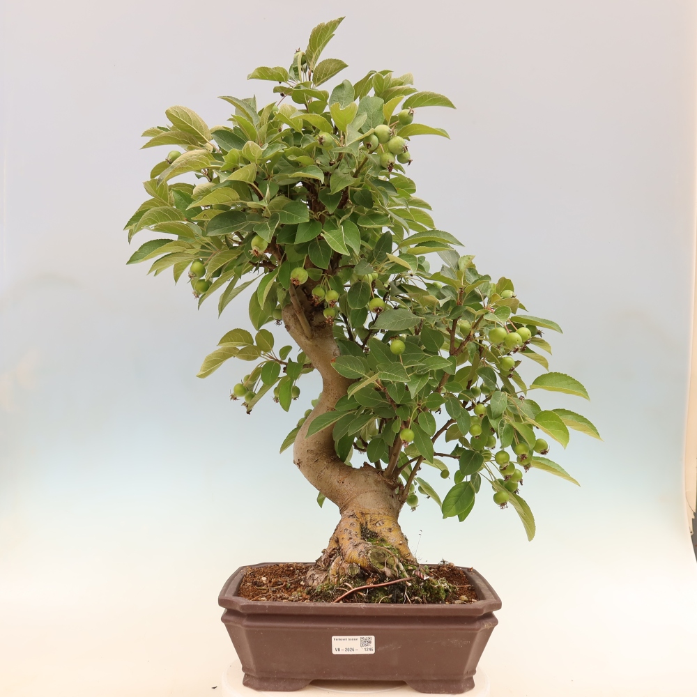 Bonsai da esterno -Malus halliana - Melo a frutto piccolo