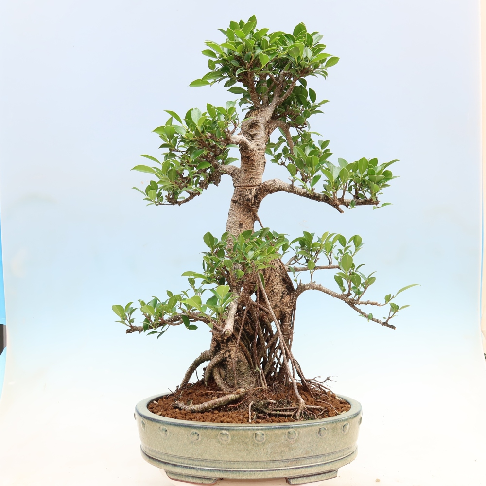 Camera bonsai - Ficus kimmen - ficus a foglie piccole