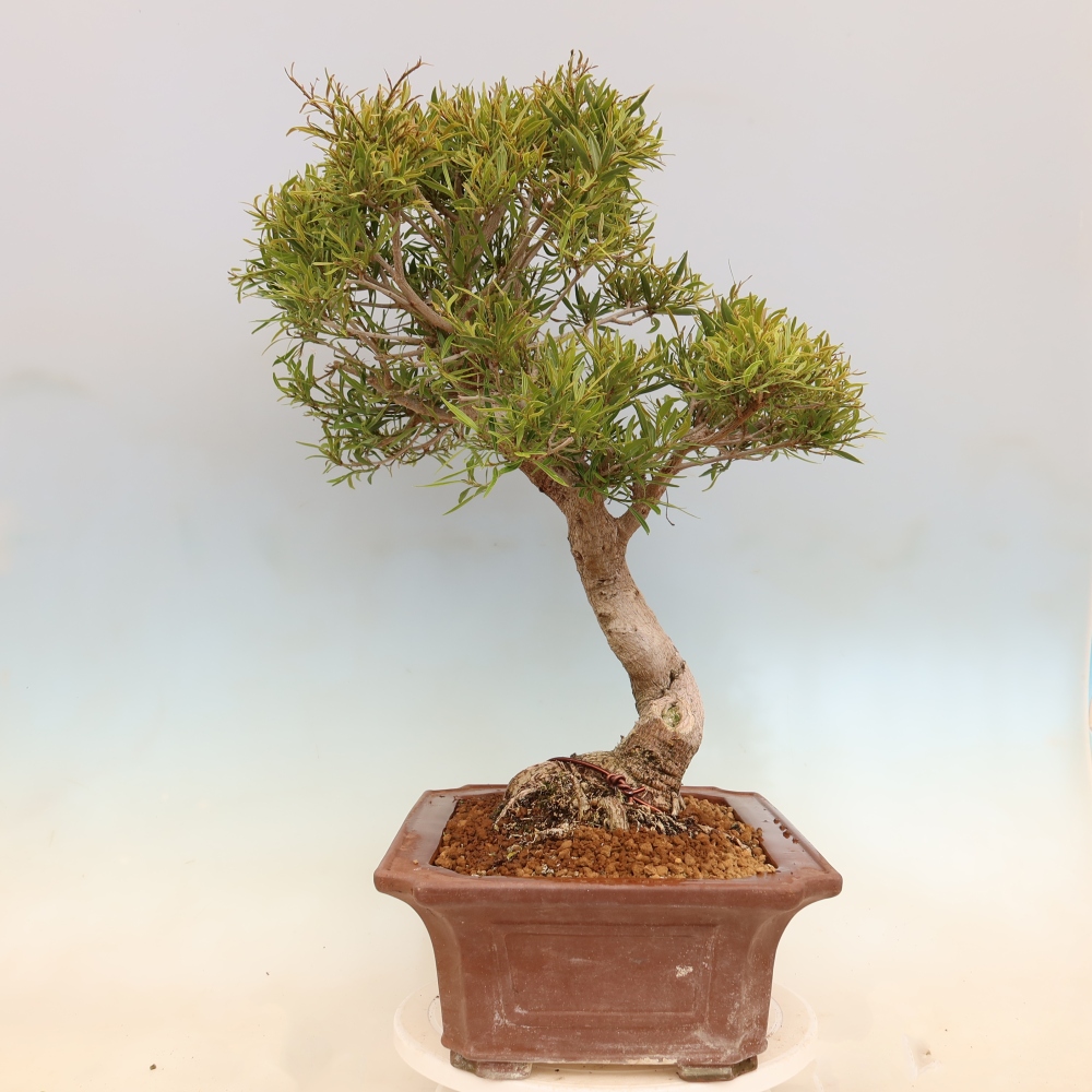 Camera bonsai - Ficus nerifolia - ficus a foglie piccole