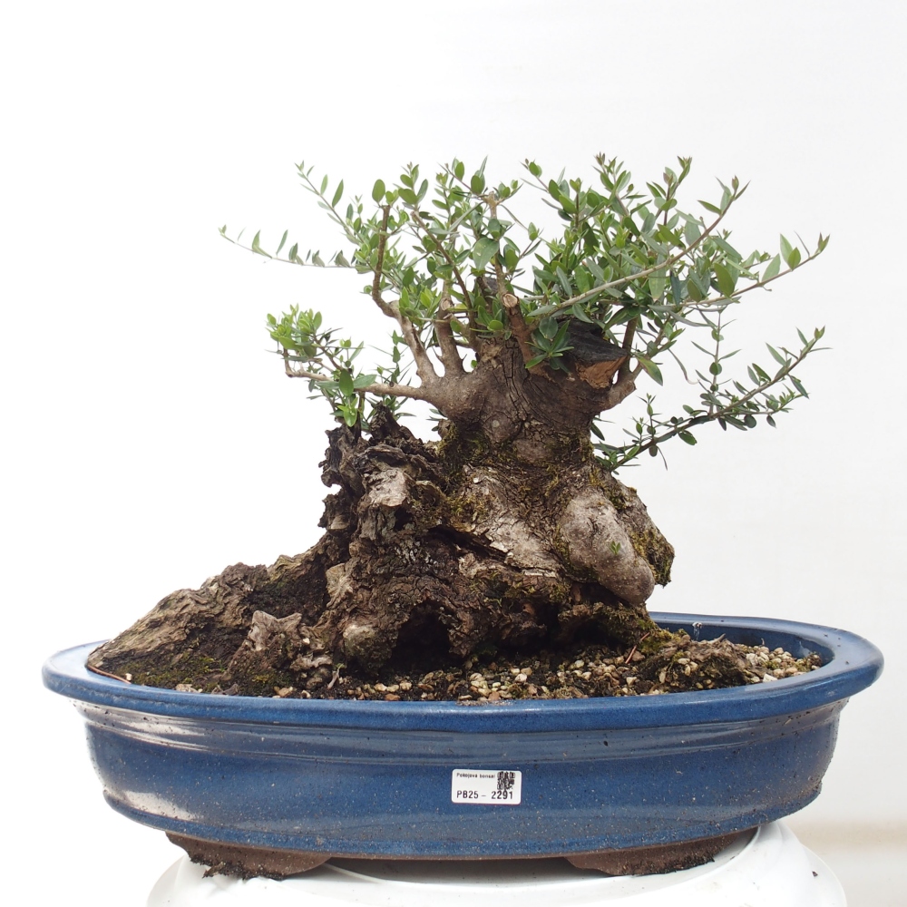 Bonsai da interno - Olea europaea sylvestris