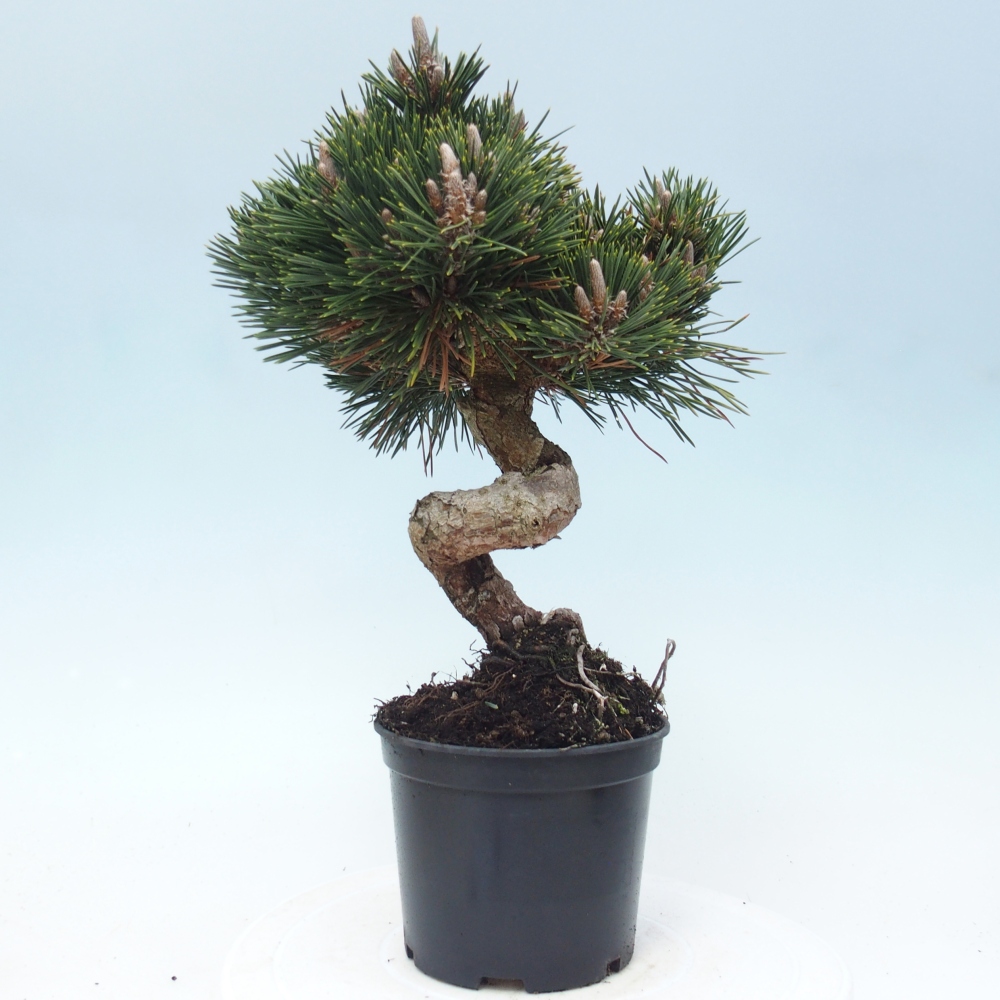 Bonsai da esterno - Pinus thunbergii senjyumaru - Pino di Thunberg