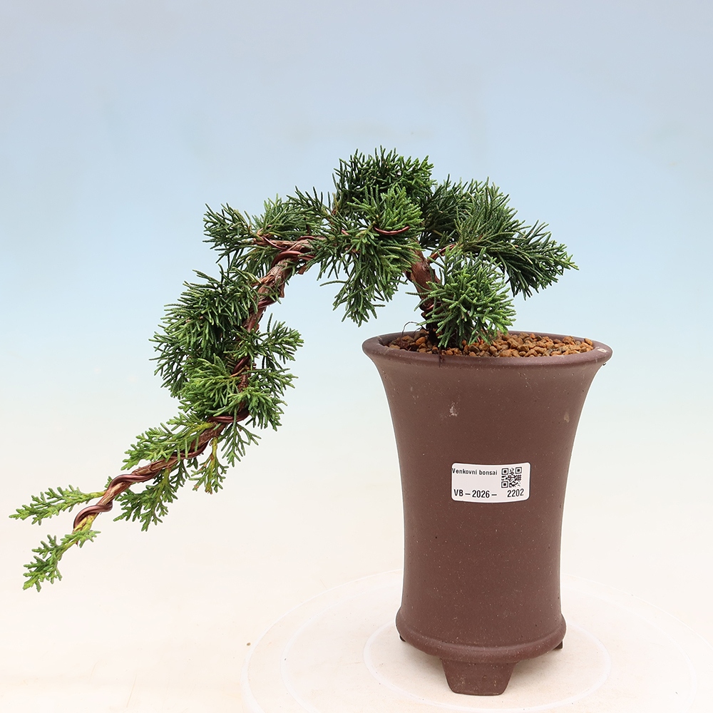 Bonsai da esterno - Juniperus chinensis Kishu