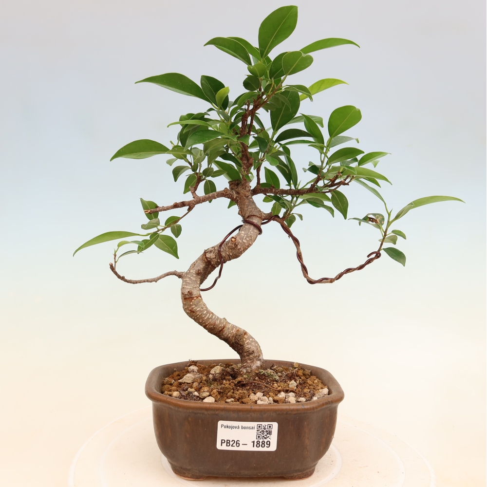 Camera bonsai - Ficus retusa - ficus a foglie piccole