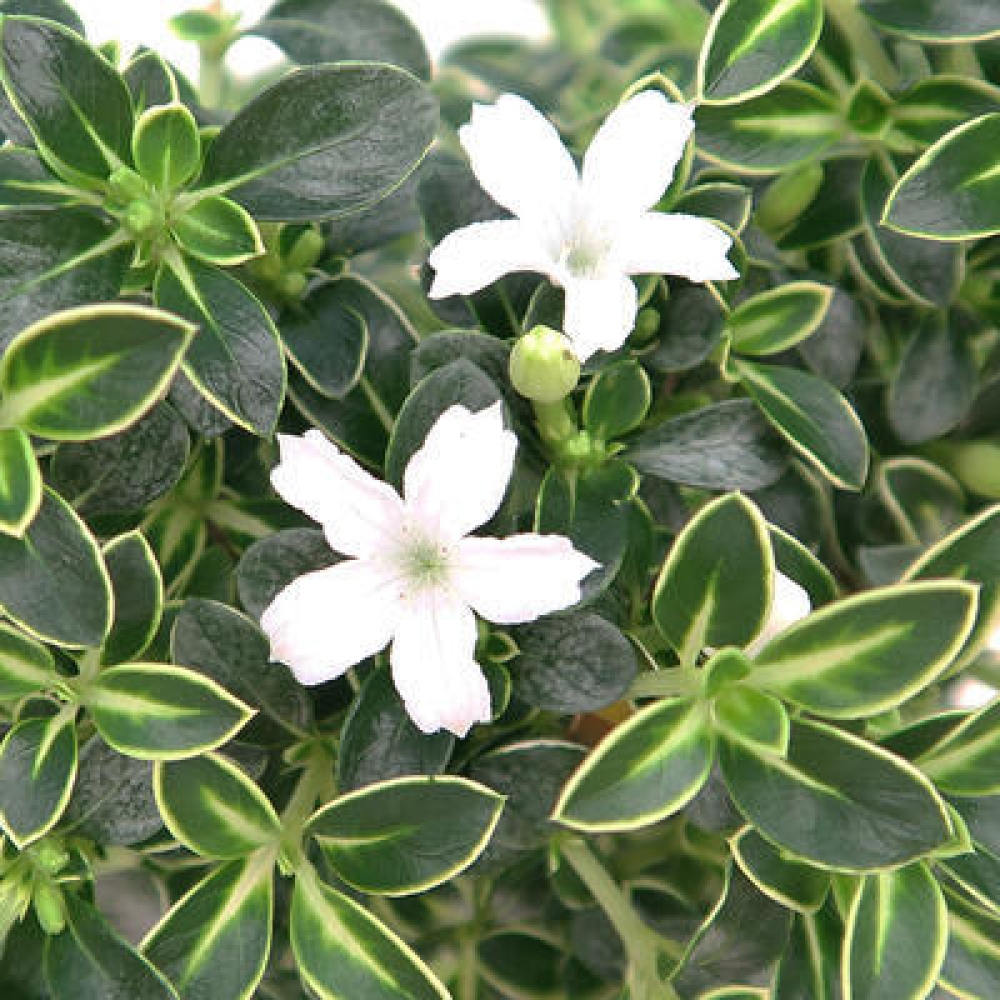 Camera bonsai - Serissa foetida Variegata - Albero delle mille stelle