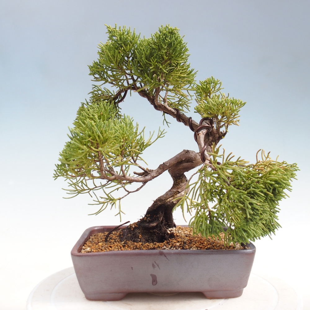Bonsai da esterno - Juniperus chinensis Kishu