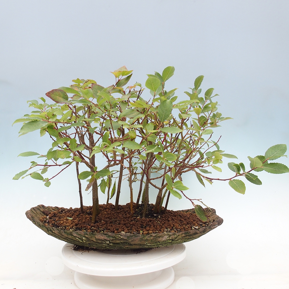Bonsai da esterno - Salix - Salice