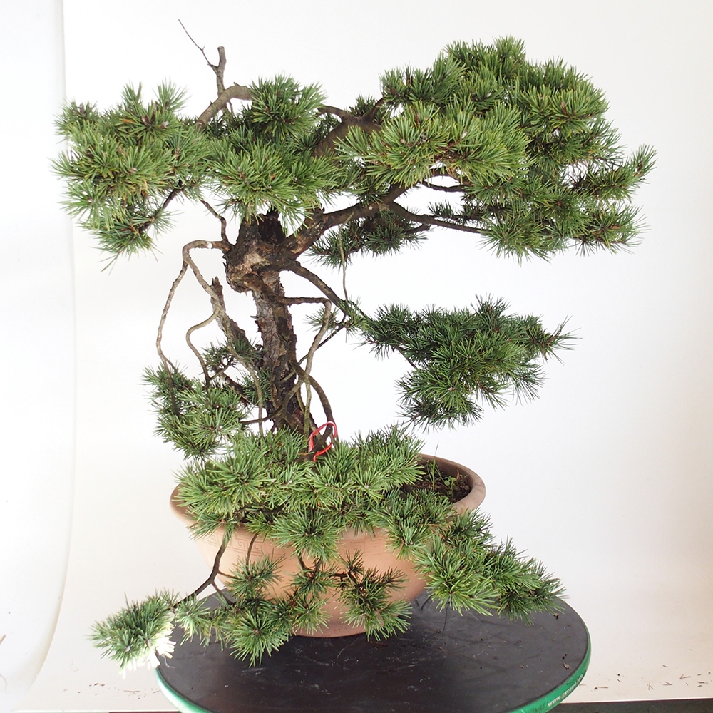 Yamadori - Pinus sylvestris Spagna