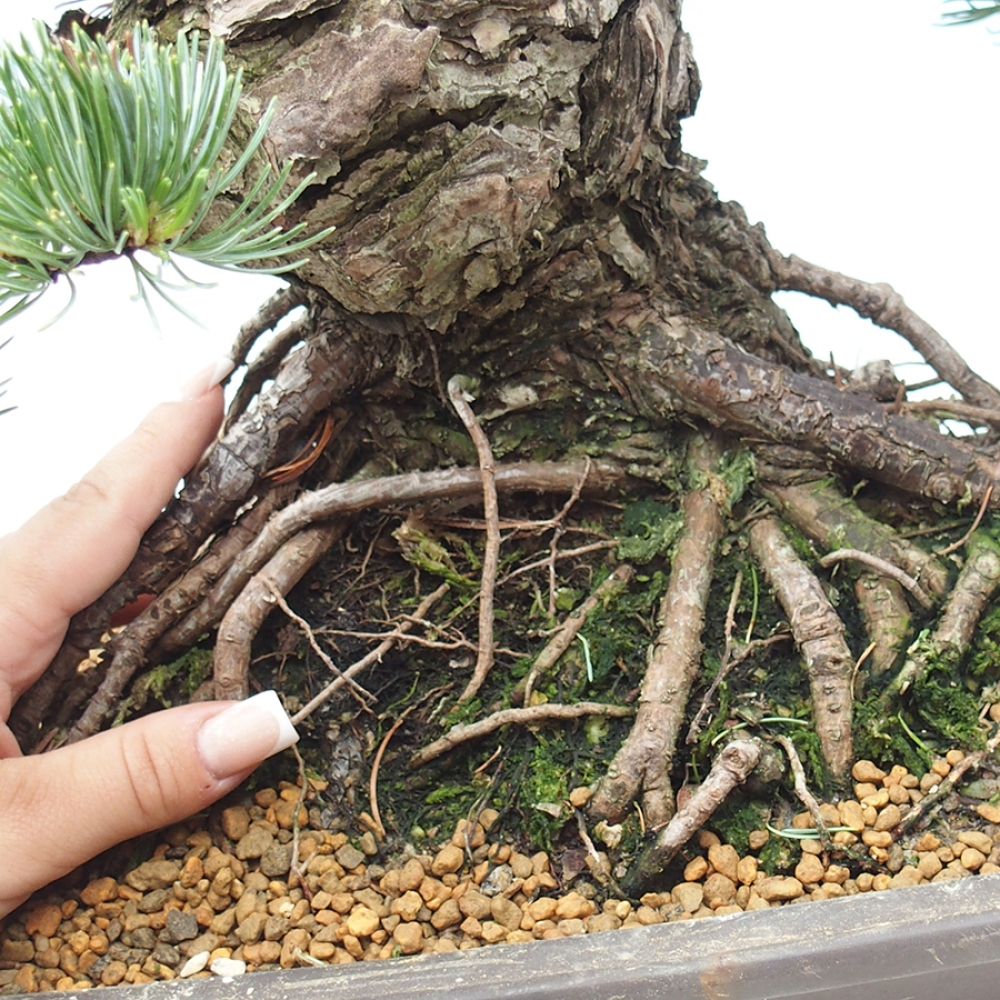 Bonsai da esterno - Pinus parviflora - Pinus parviflora