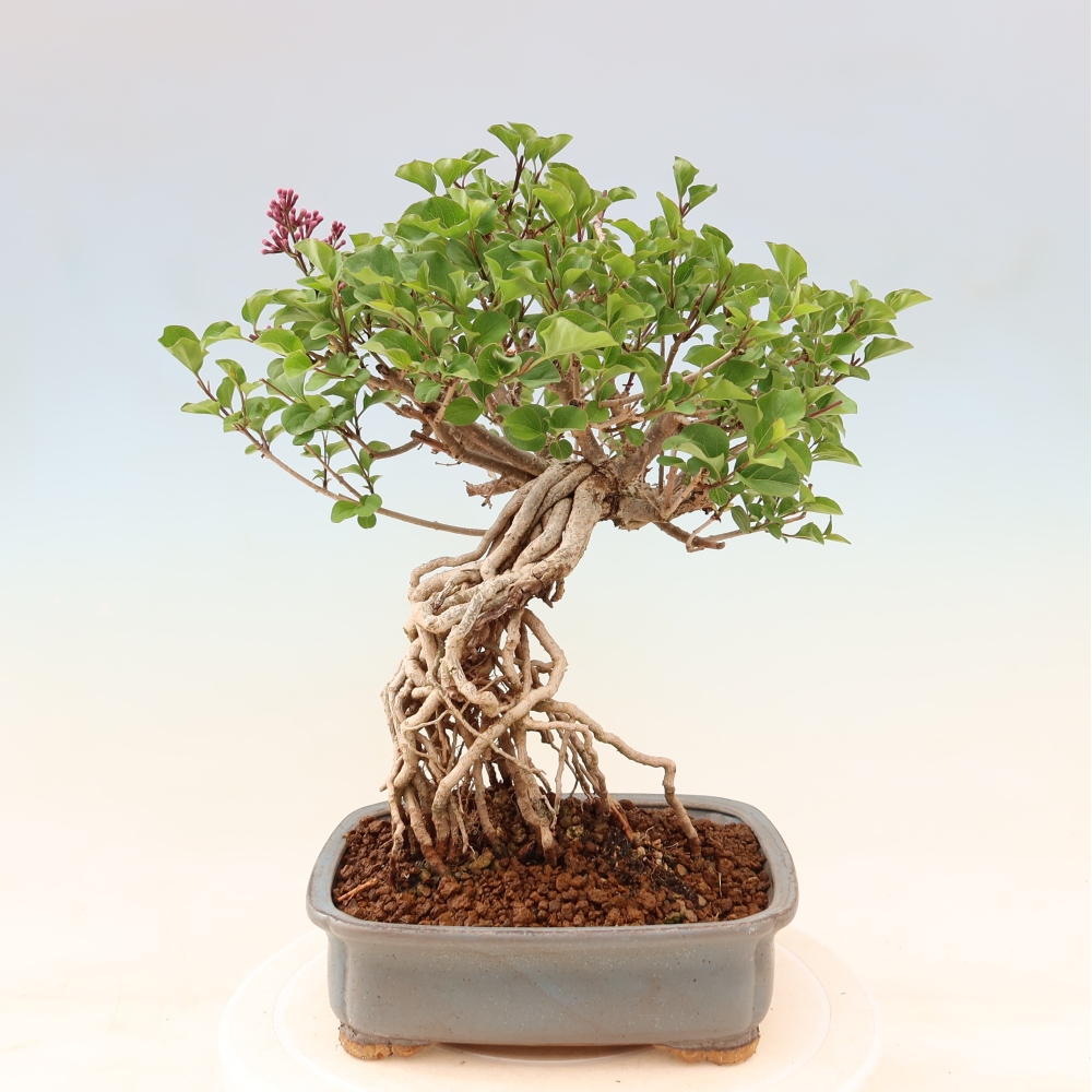 Bonsai da esterno - Syringa microphylla - lillà a fiore piccolo