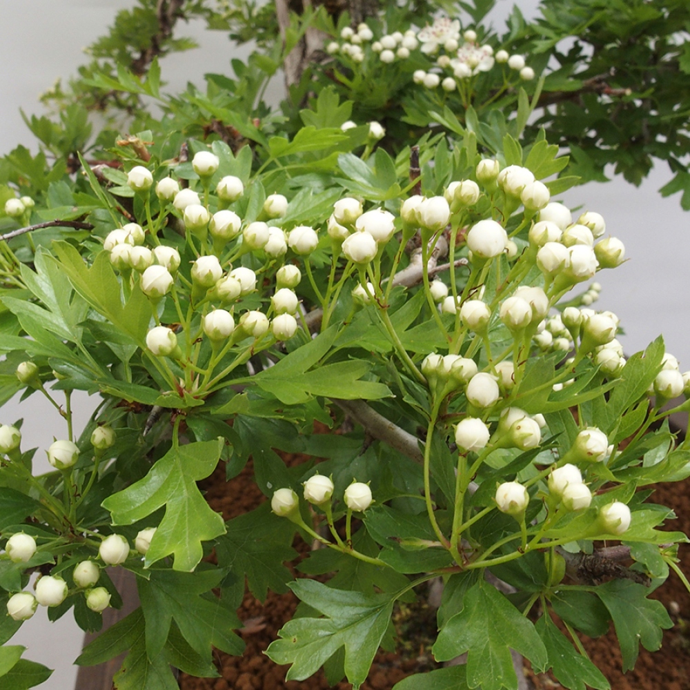 Bonsai da esterno - Biancospino - Crataegus monogyna