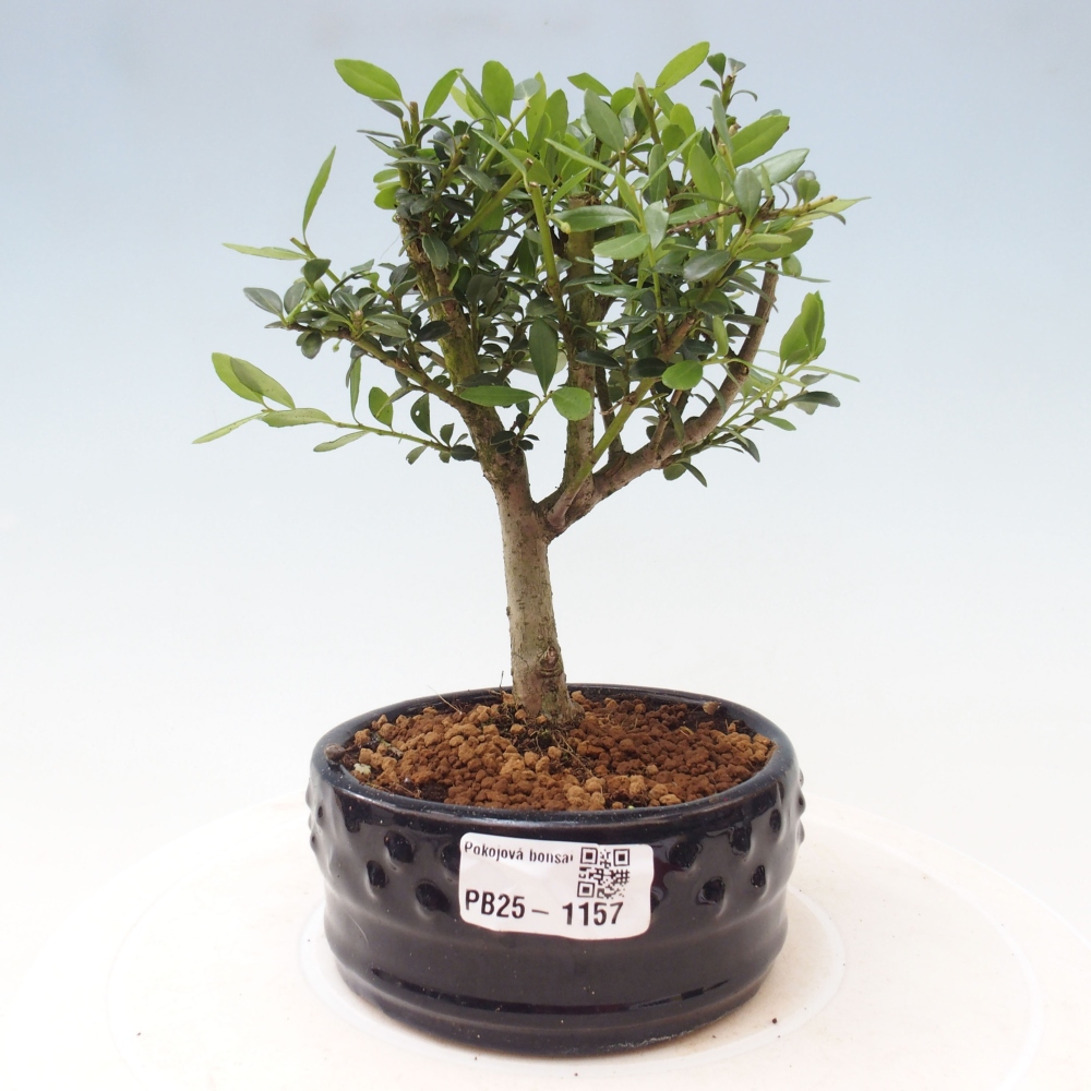 Camera bonsai - Ilex crenata - Agrifoglio