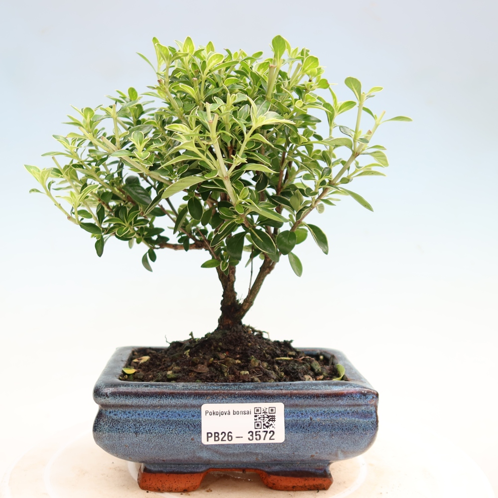 Camera bonsai - Serissa foetida Variegata - Albero delle mille stelle