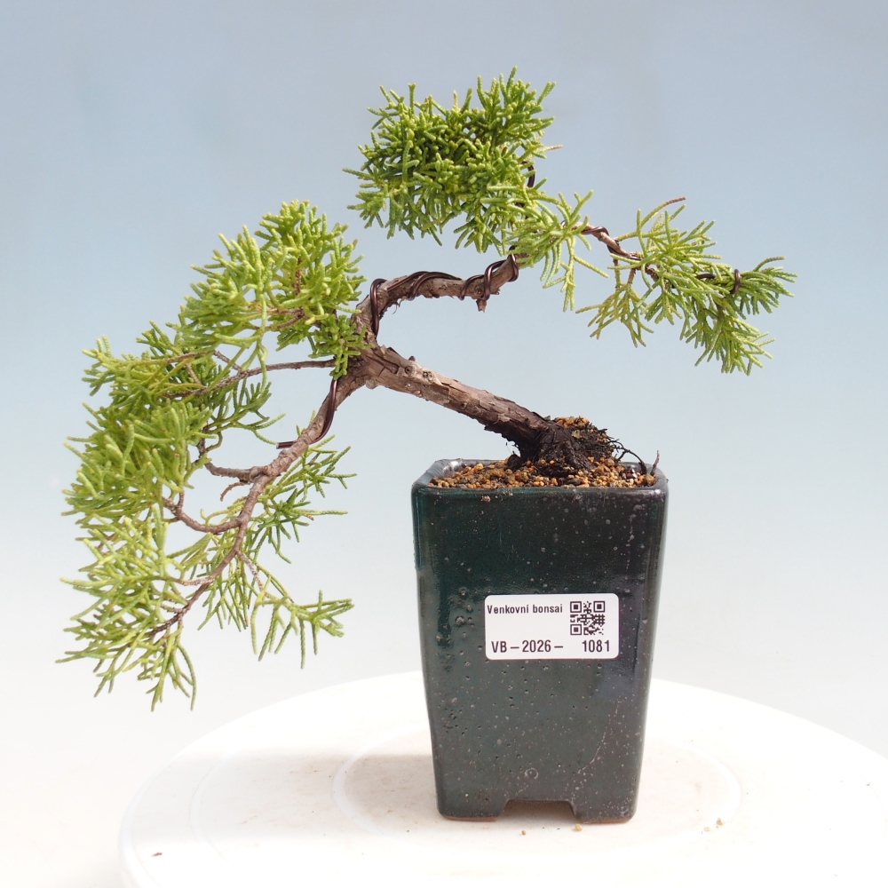 Bonsai da esterno - Juniperus chinensis Kishu