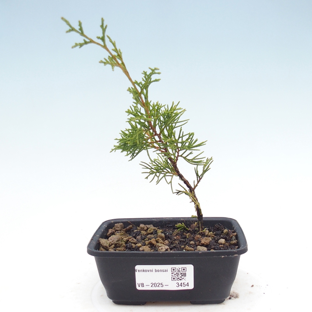Bonsai da esterno - Juniperus chinensis Itoigawa