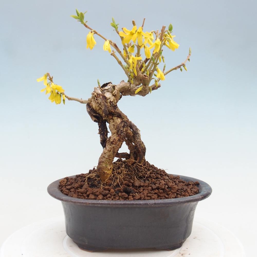 Bonsai da esterno - Zlatice - Forsythia koreana