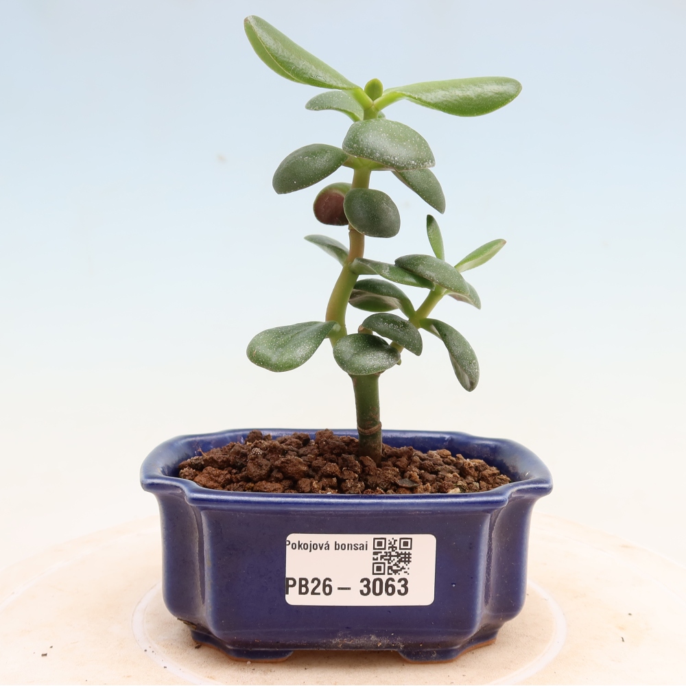 Bonsai da interno - Crassula ovata