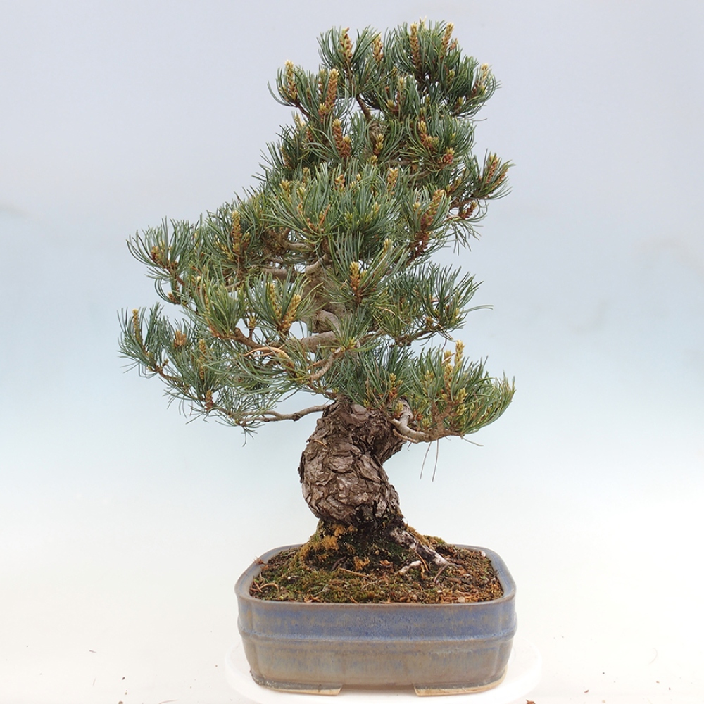 Bonsai da esterno - Pinus parviflora - Pinus parviflora