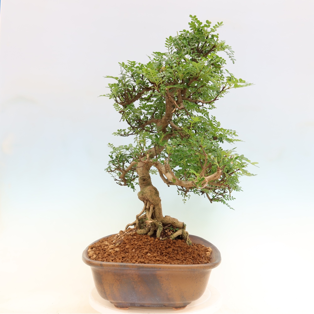 Camera bonsai - Zantoxylum piperitum - albero del pepe