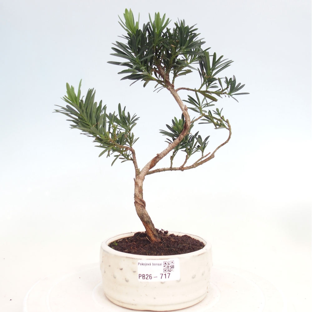 Camera bonsai - Podocarpus - Tasso delle pietre