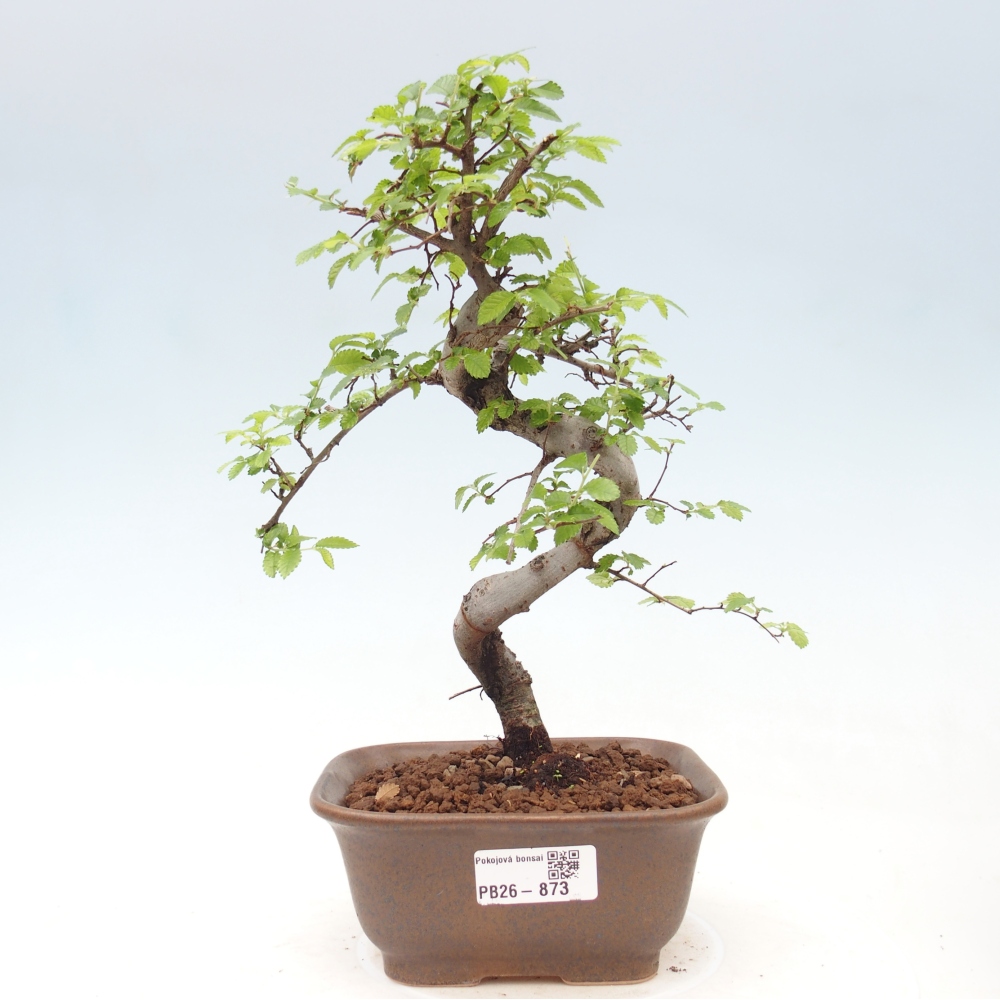 Camera bonsai - Ulmus parvifolia - Olmo a foglie piccole