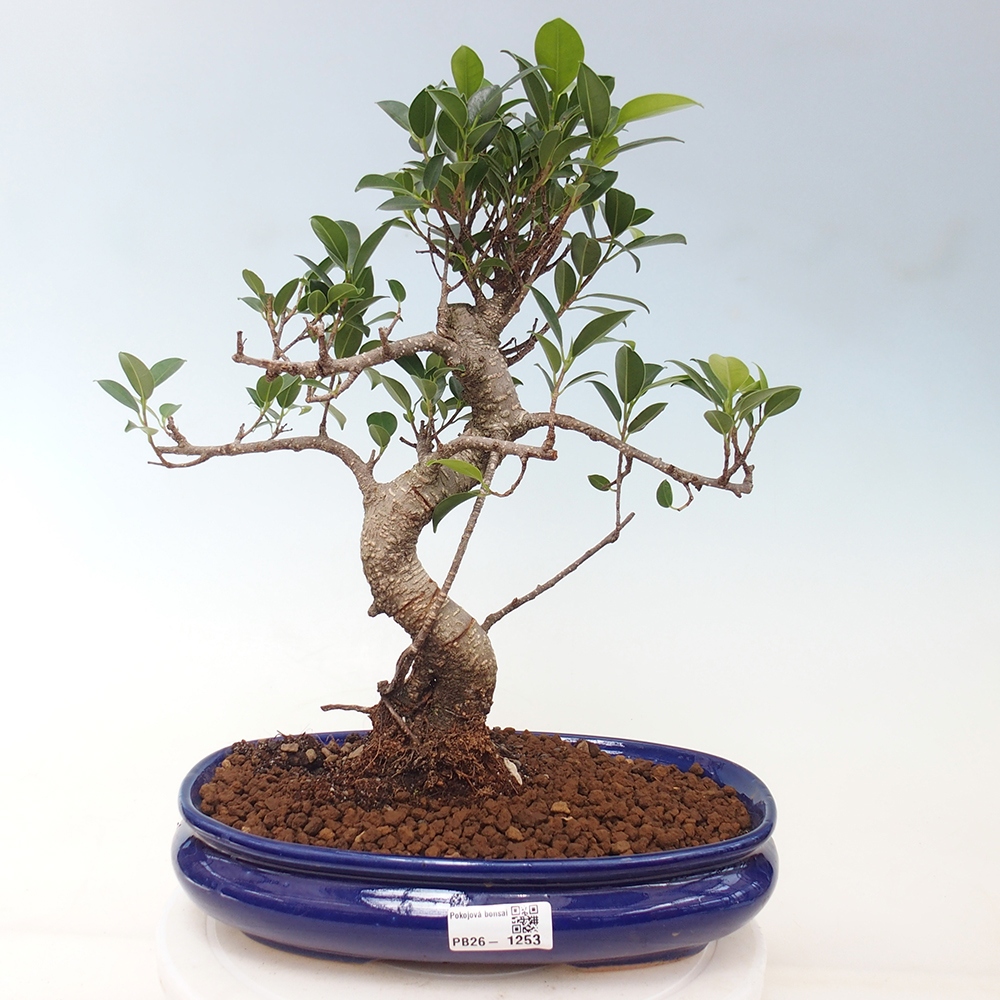 Camera bonsai - Ficus kimmen - ficus a foglie piccole