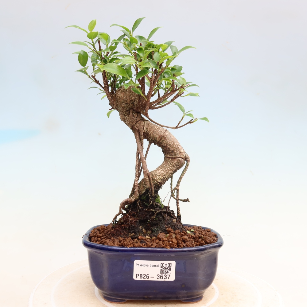Camera bonsai - Ficus kimmen - ficus a foglie piccole