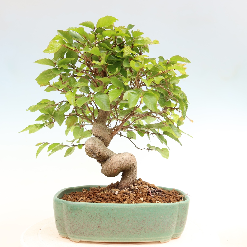 Bonsai da esterno -Carpinus Coreana - Carpino coreano