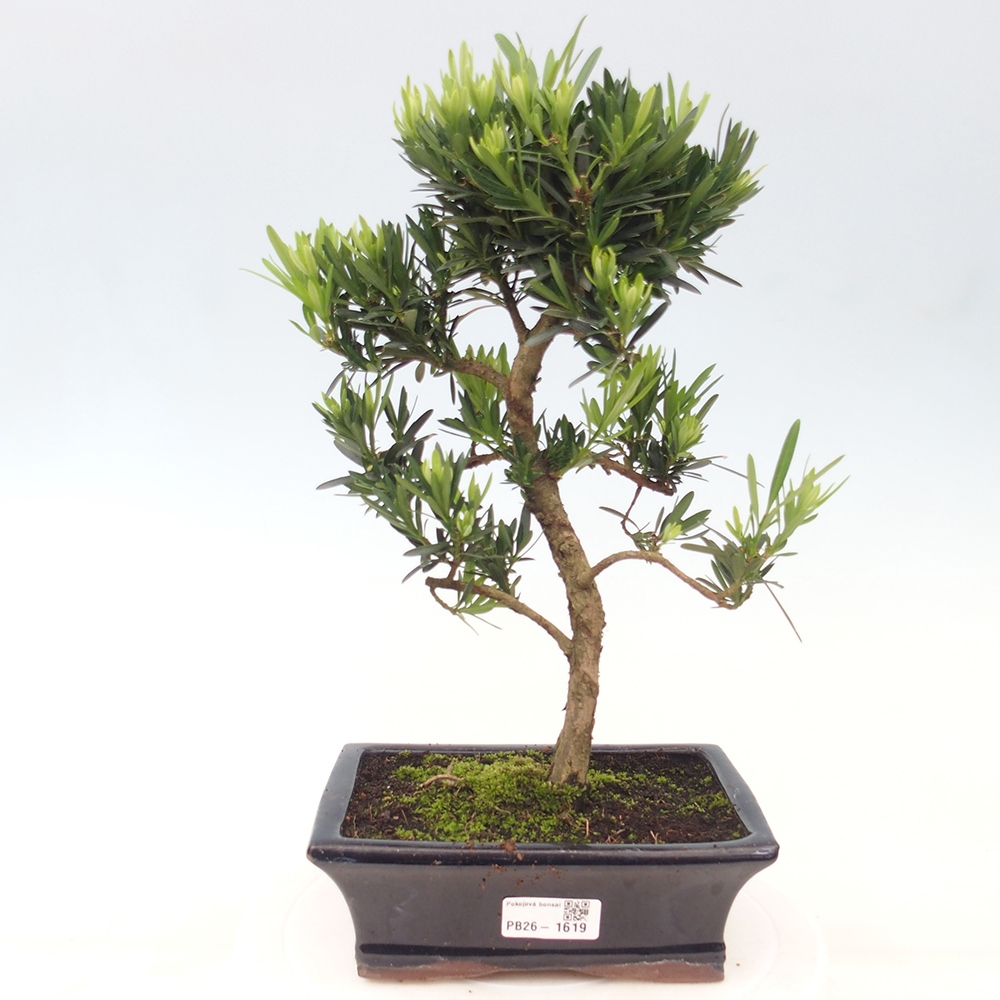 Camera bonsai - Podocarpus - Tasso delle pietre