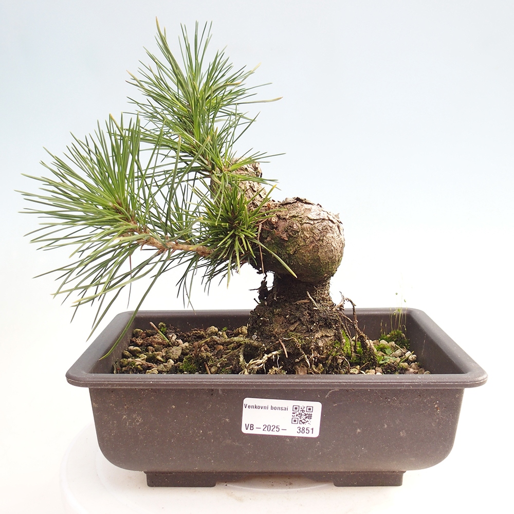 Bonsai da esterno - Pinus thunbergii - Pino di Thunberg