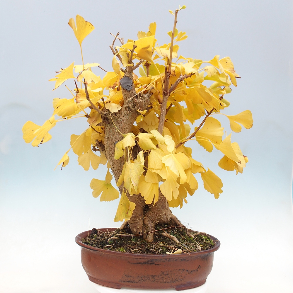 Bonsai da esterno - Ginkgo biloba - Ginkgo biloba