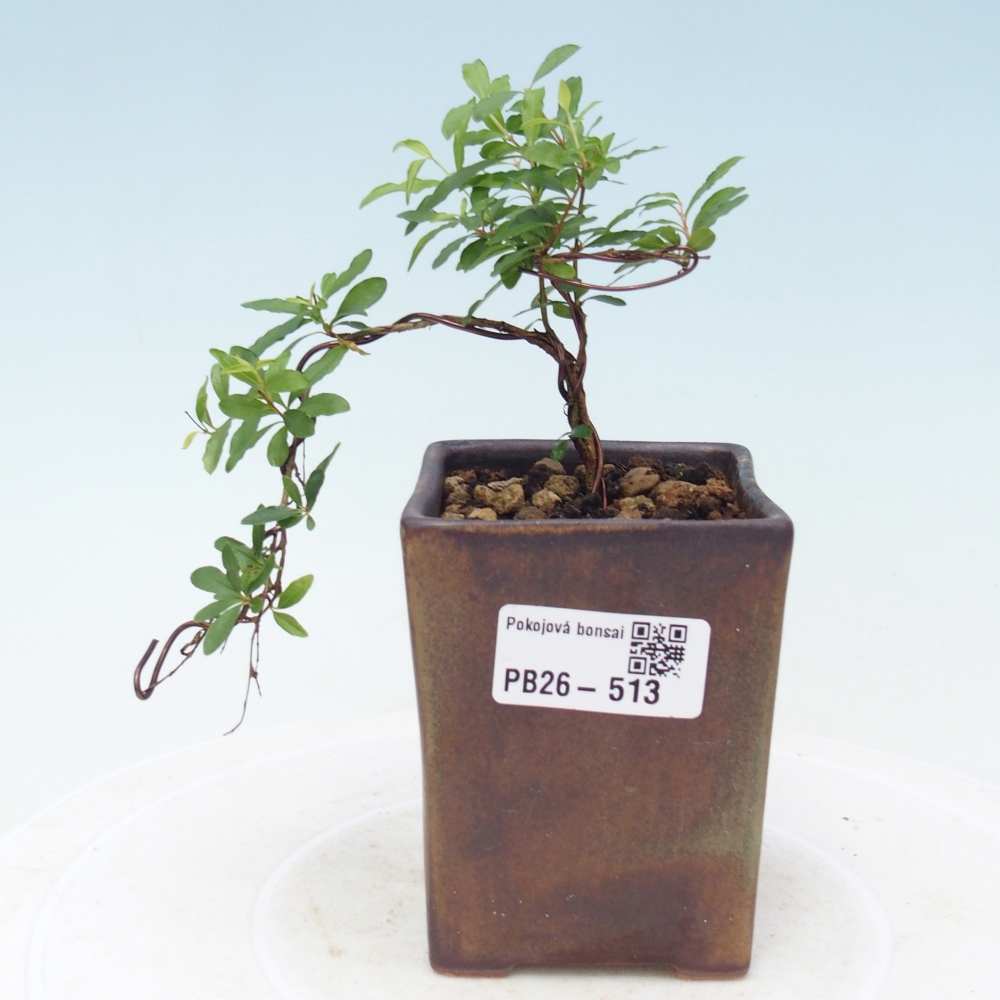 Camera bonsai-PUNICA granatum nana-Mela granata