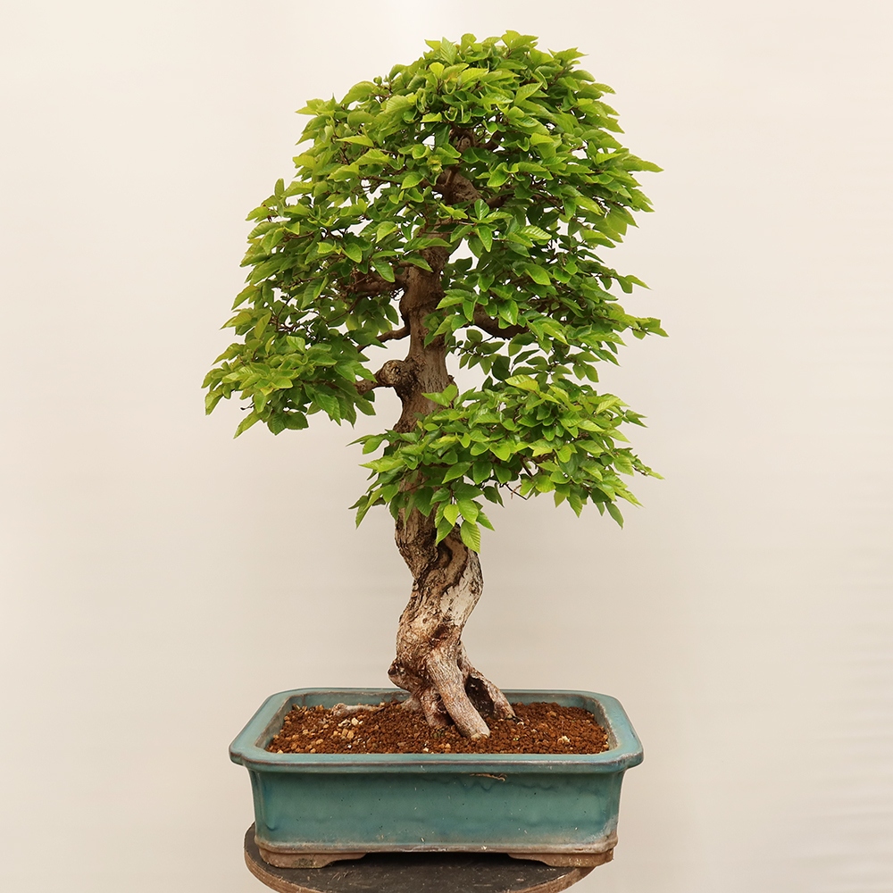Bonsai da esterno -Carpinus Coreana - Carpino coreano