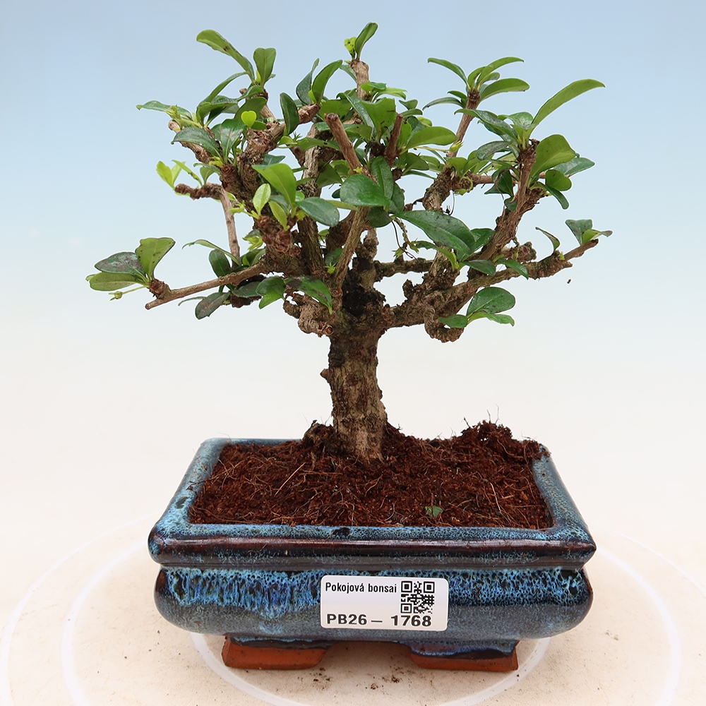 Camera bonsai - Carmona macrophylla - Tea fuki