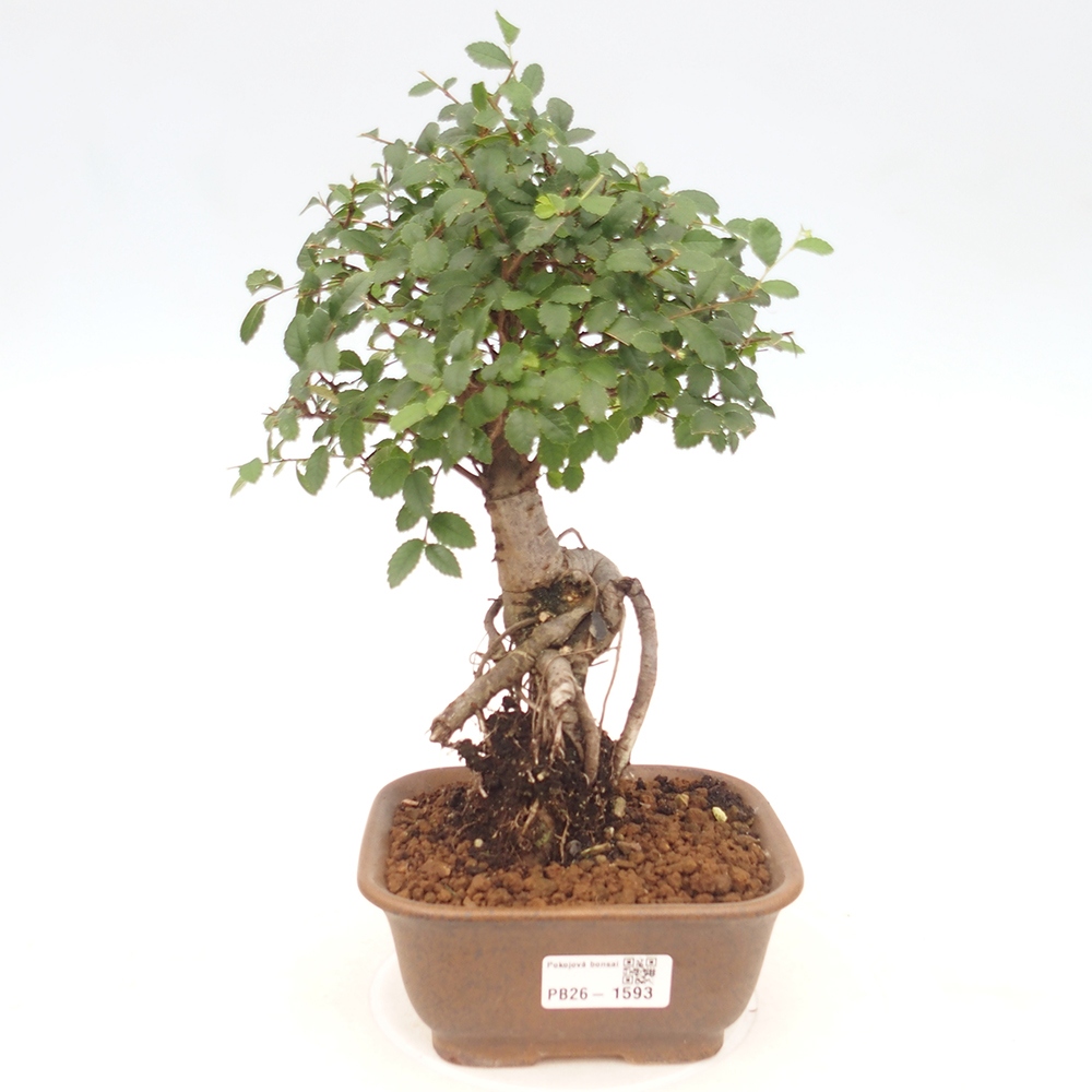 Camera bonsai - Ulmus parvifolia - Olmo a foglie piccole