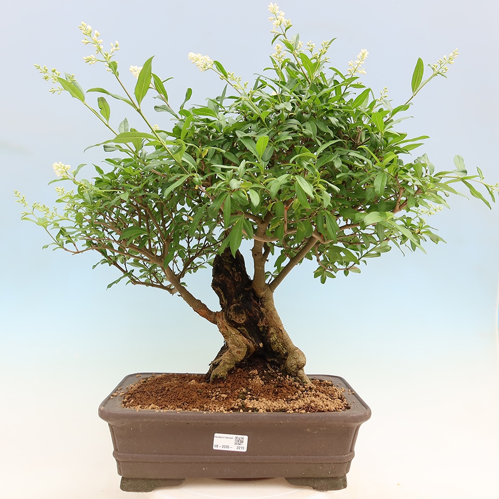 Bonsai da esterno - Ligustrum vulgare - Becco d'uccello