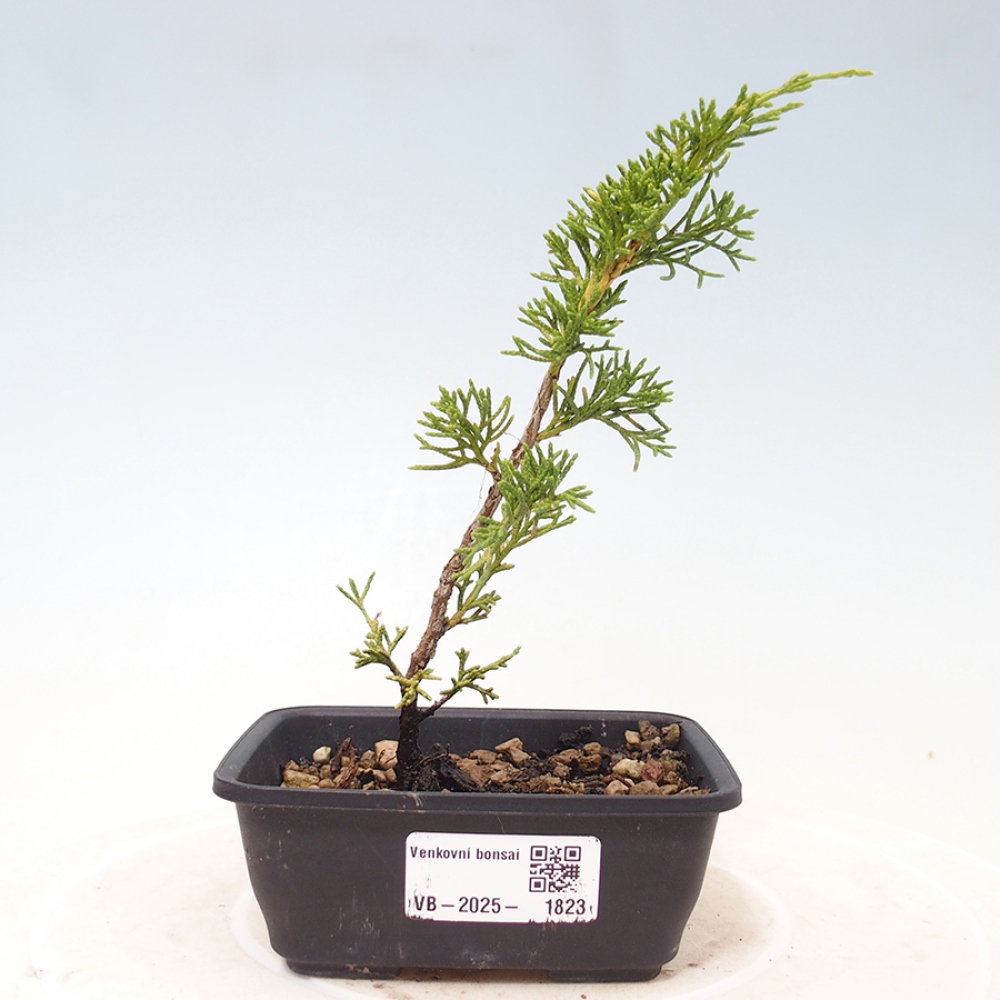 Bonsai da esterno - Juniperus chinensis Itoigawa