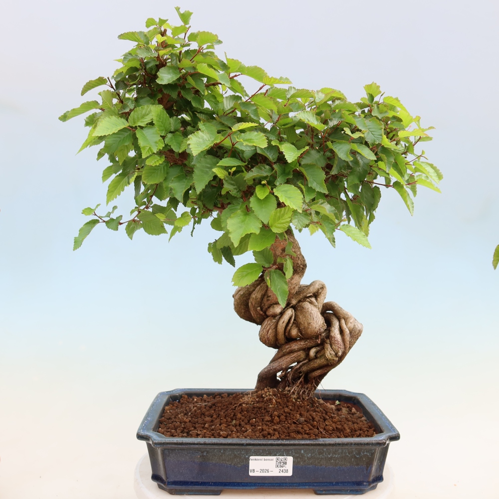 Bonsai da esterno -Carpinus Coreana - Carpino coreano