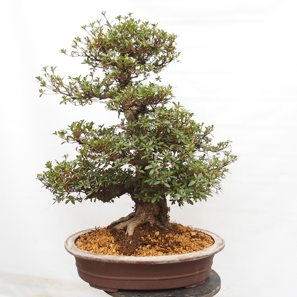 Bonsai da esterno - Azalea giapponese - Azalea Byakuren