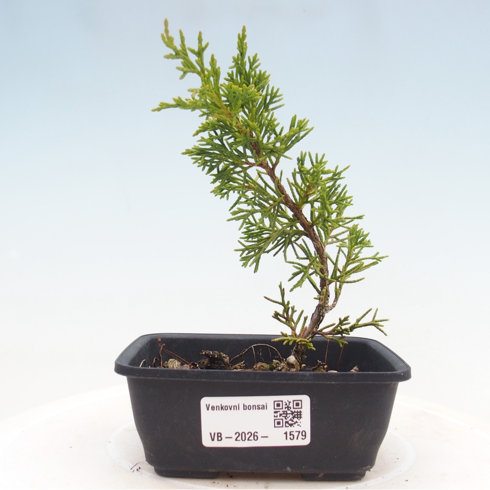Bonsai da esterno - Juniperus chinensis Itoigawa