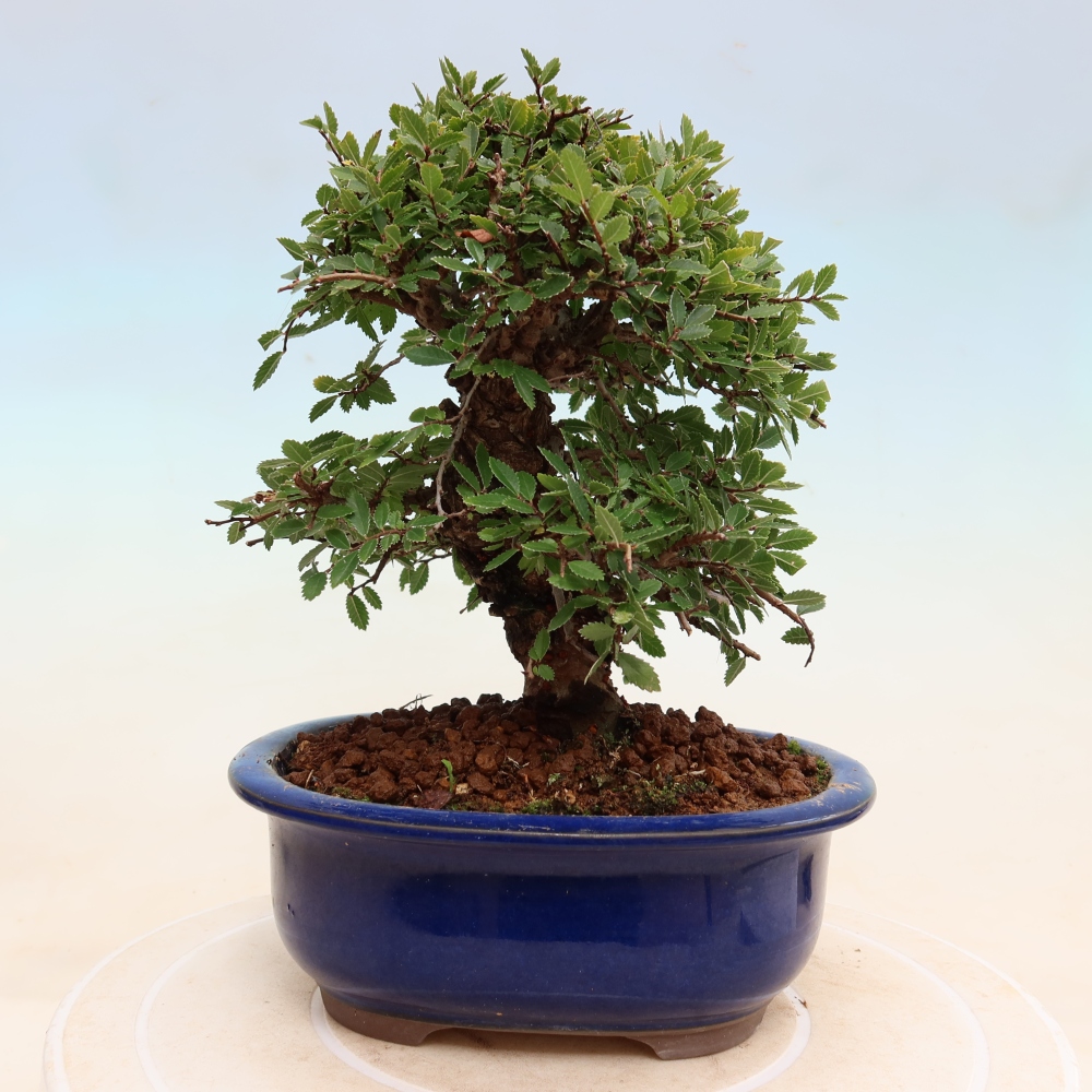Bonsai da esterno - Zelkova - Zelkova NIRE