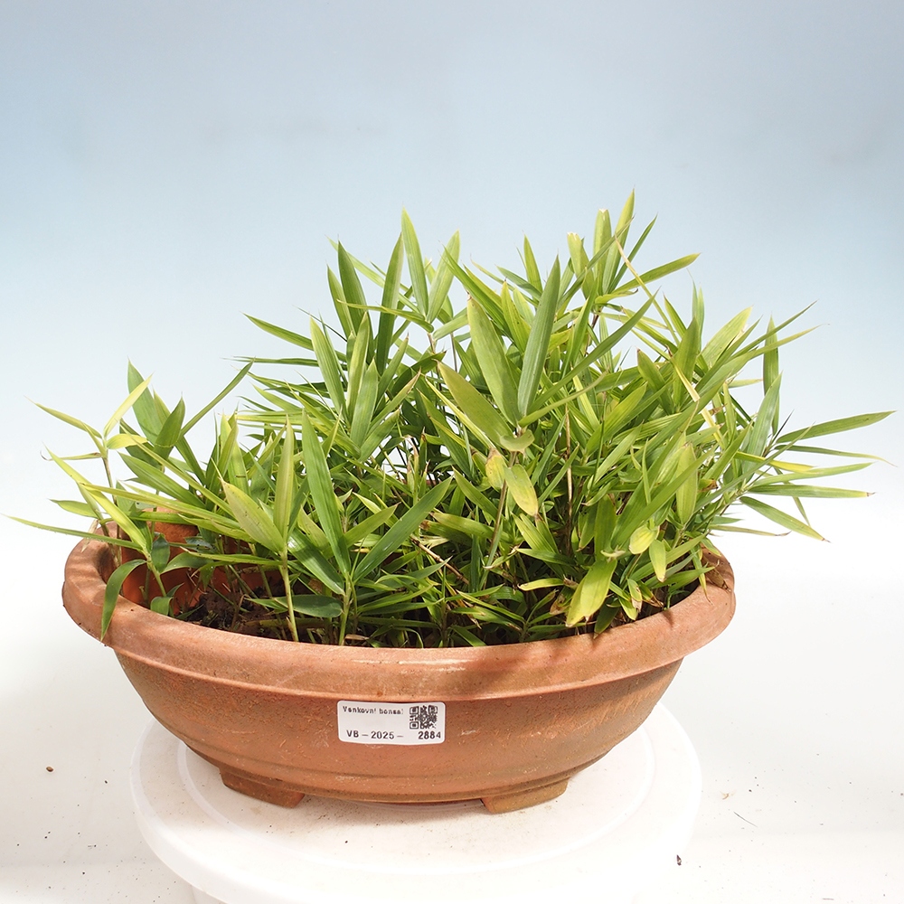 Bonsai da esterno - Pleioblastus argenteostriatus f.pumilus - Bambù nano