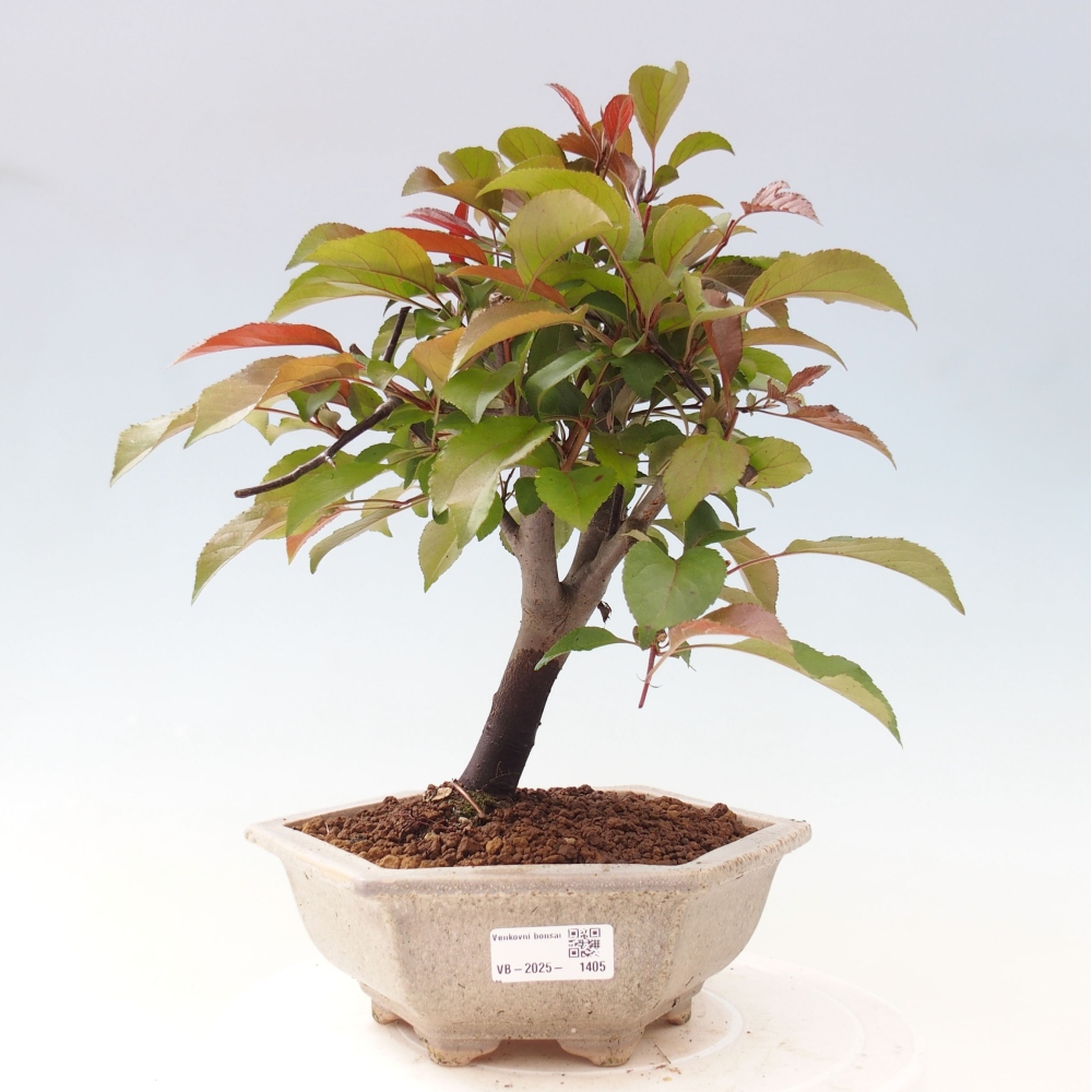 Bonsai da esterno -Malus domestica - Melo a piccoli frutti a foglie rosse